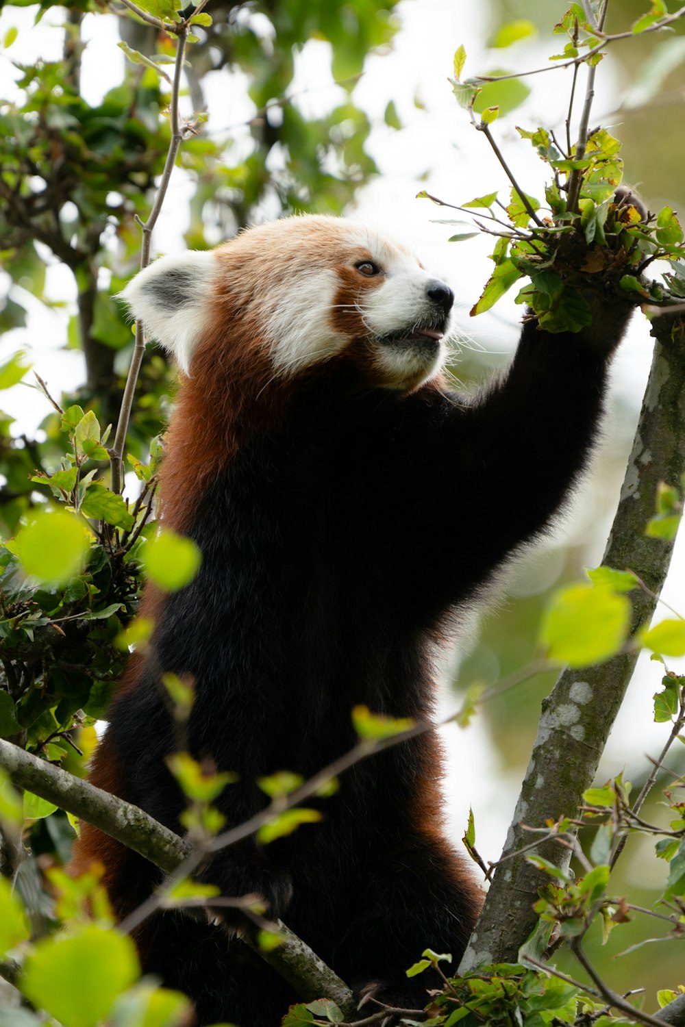 a panda in a tree