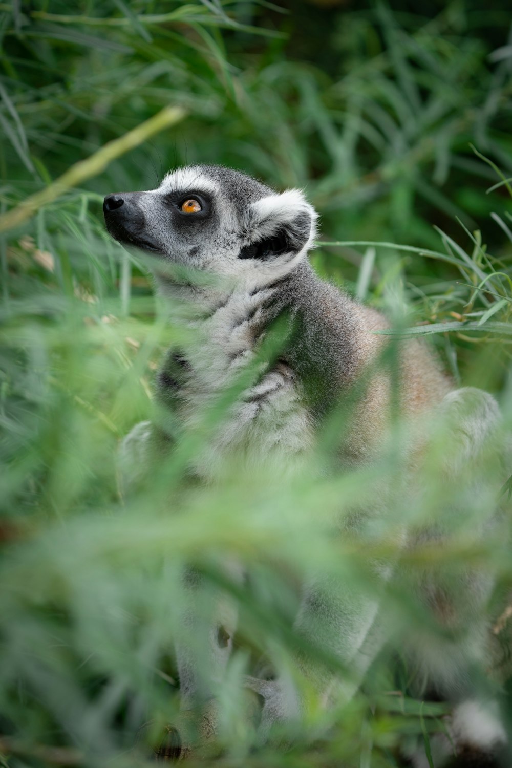 a lemur in the grass