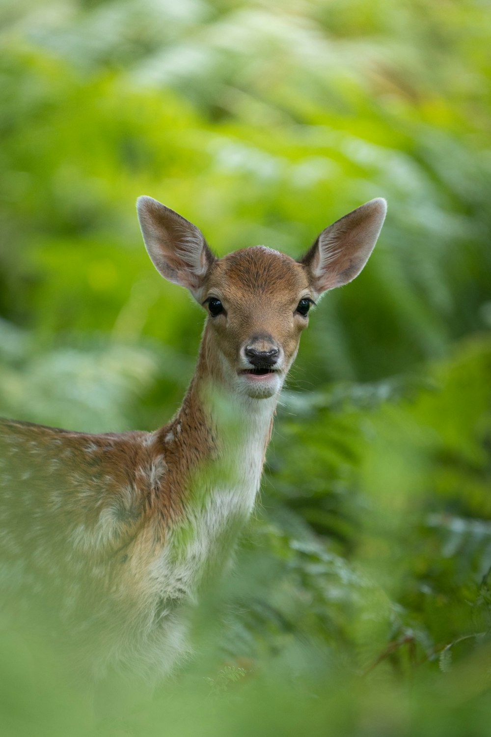 a deer in the woods