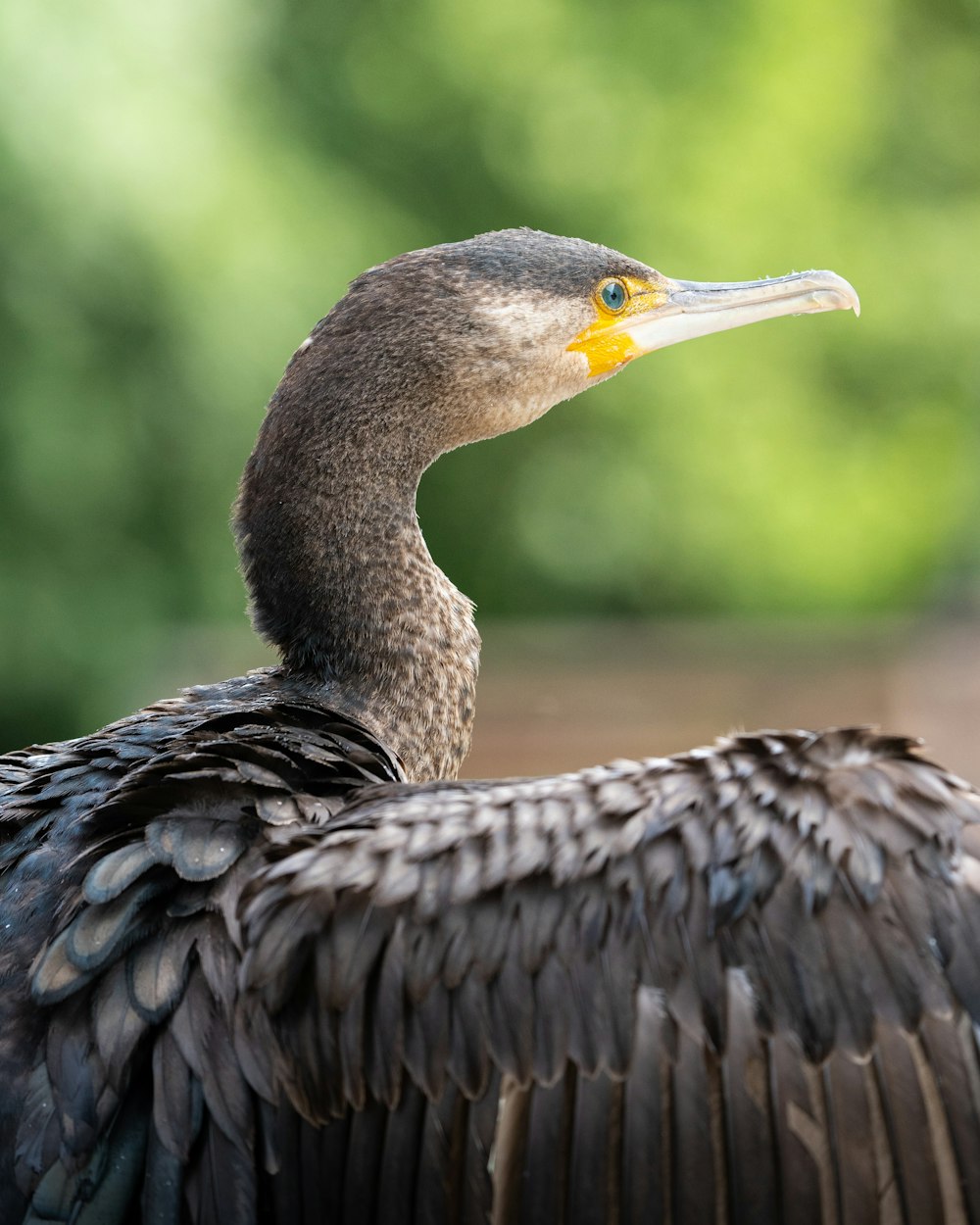 a bird with a long neck