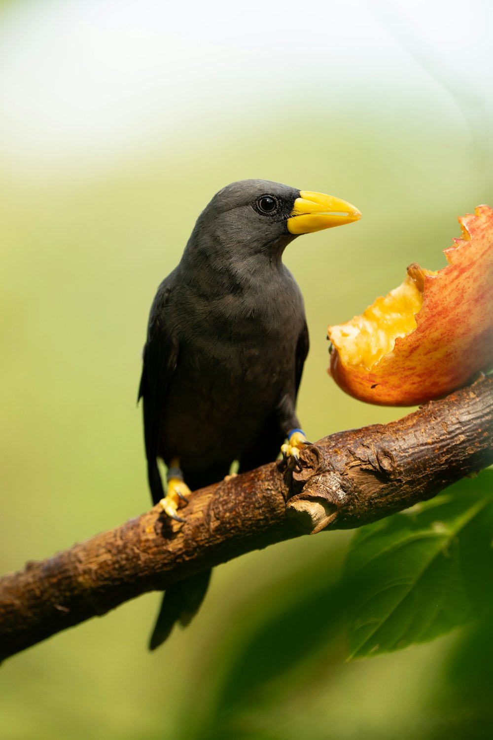 a bird on a branch