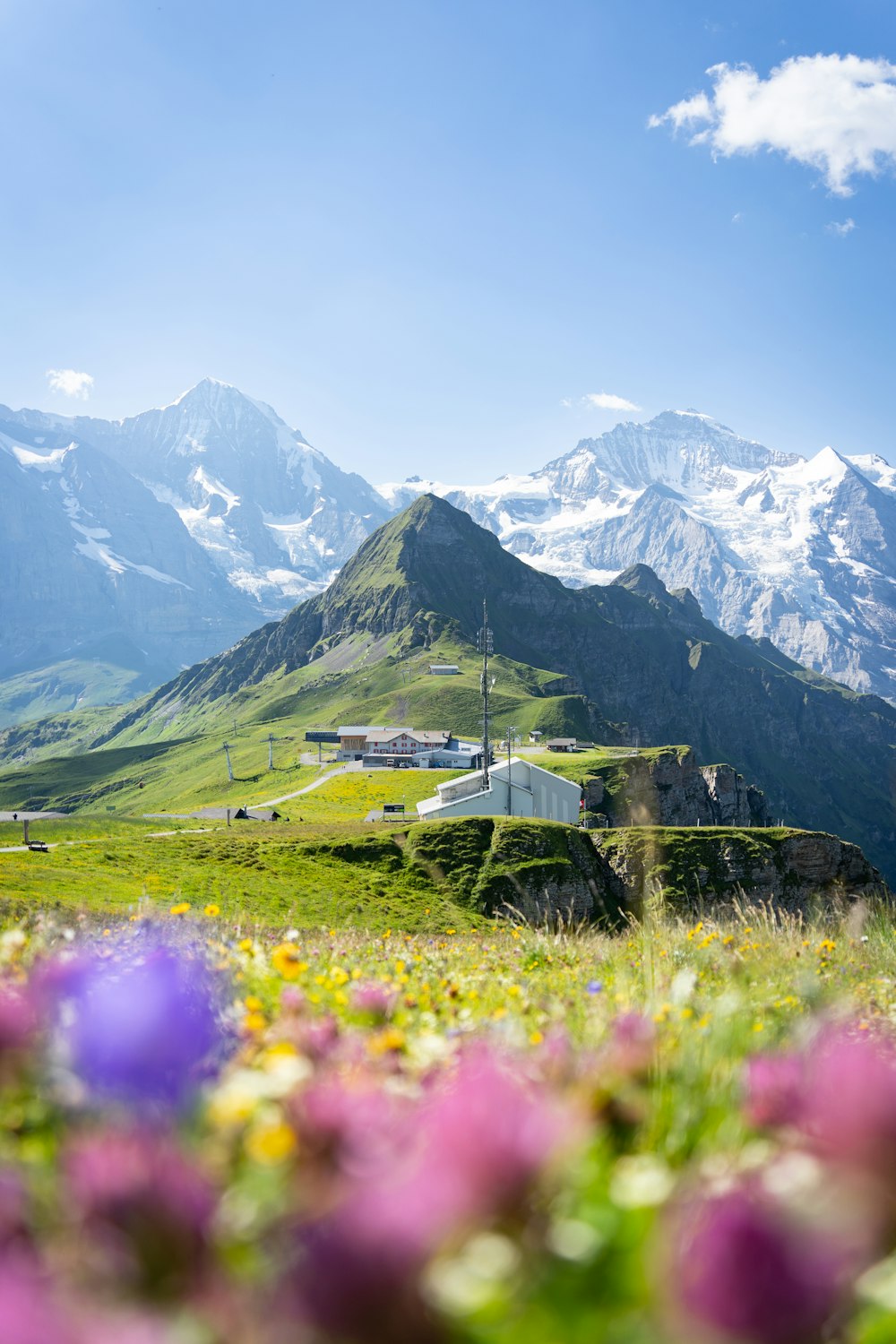 a field of flowers with mountains in the background