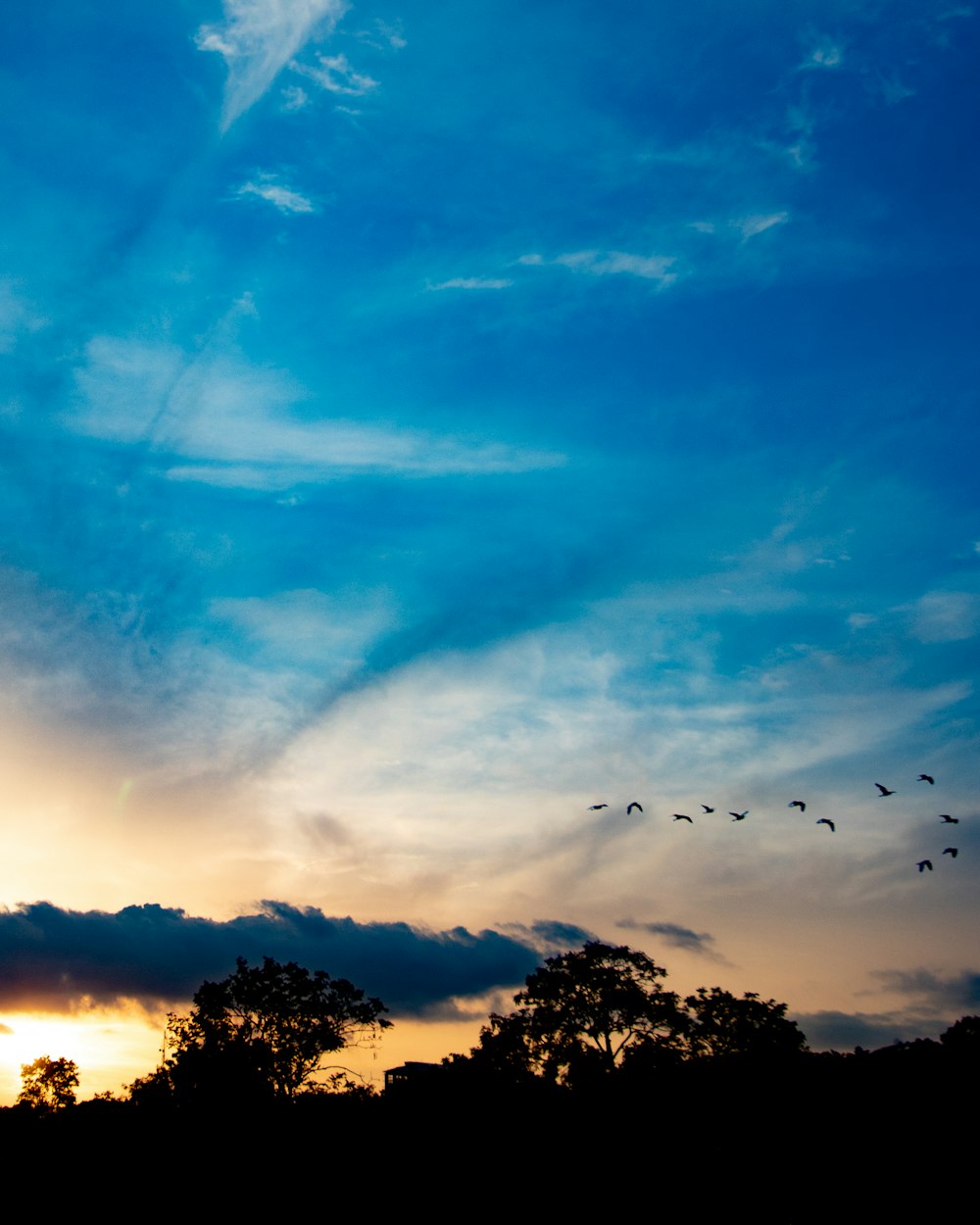 birds flying in the sky