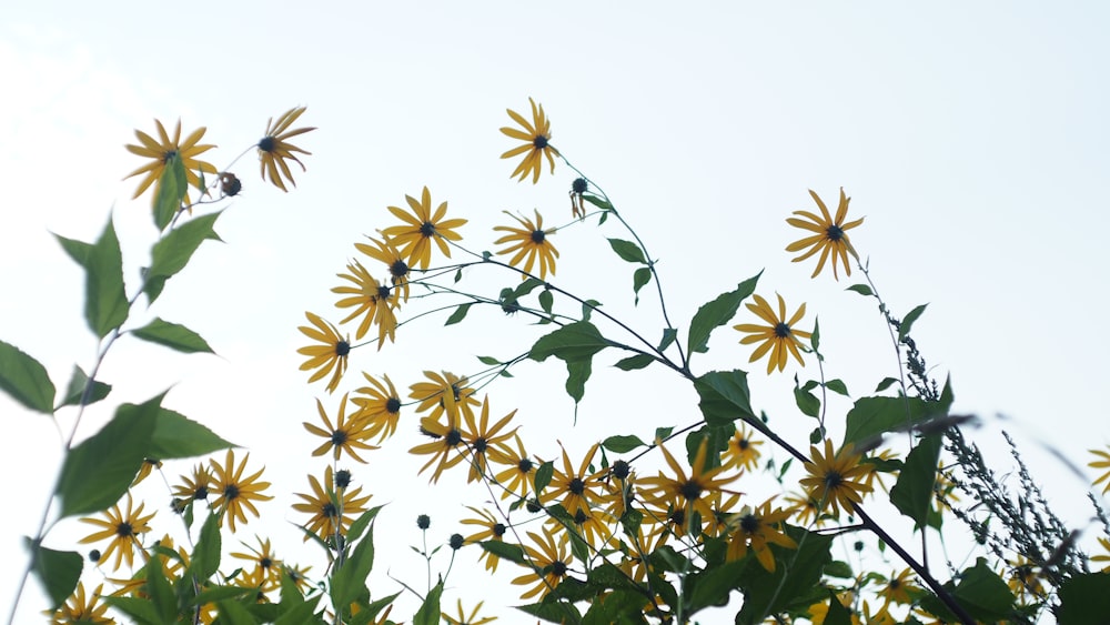 a group of yellow flowers