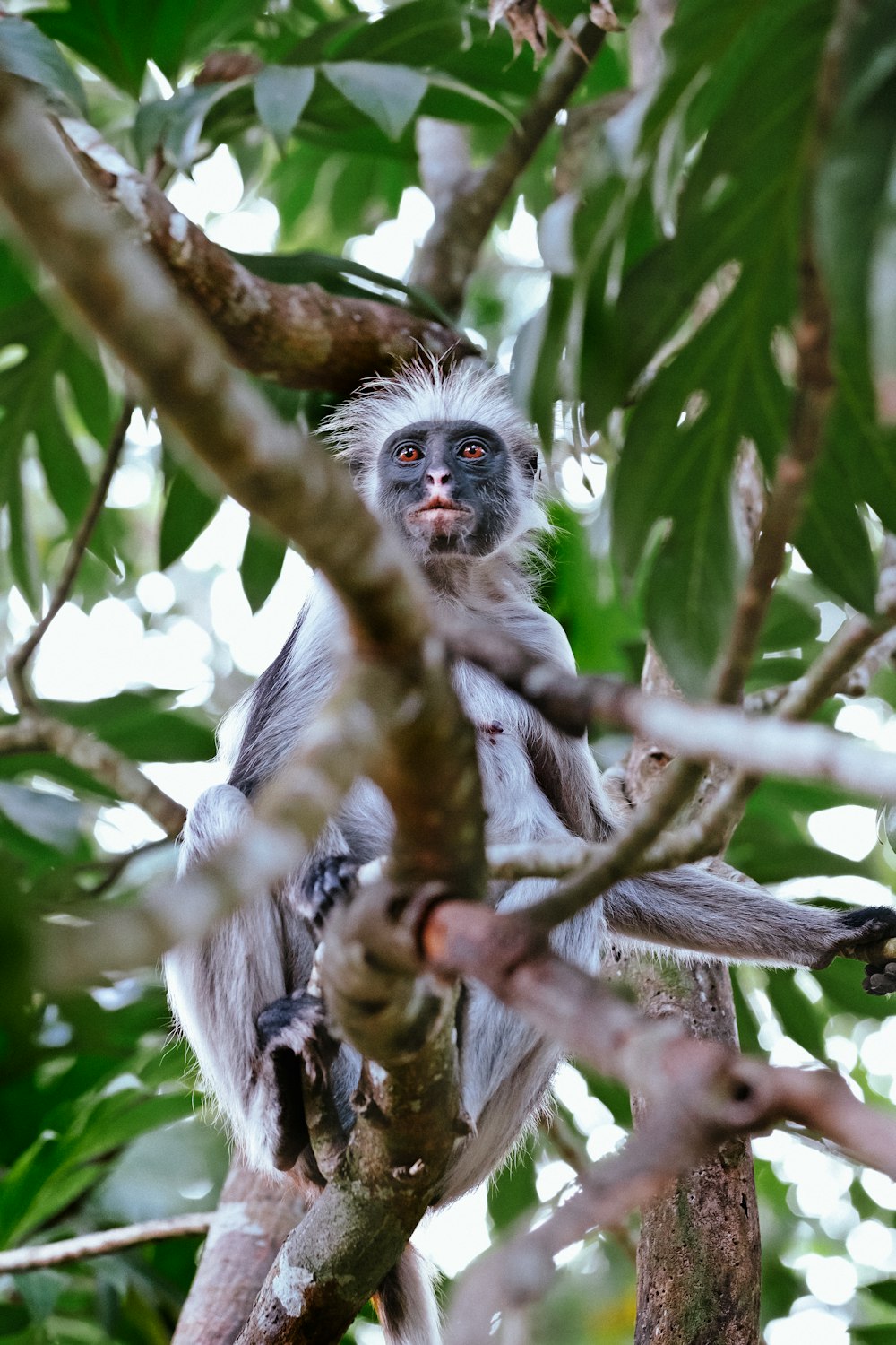Una scimmia in un albero