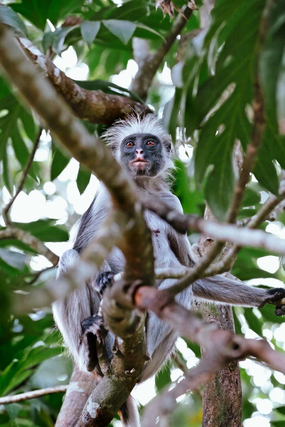 a monkey in a tree