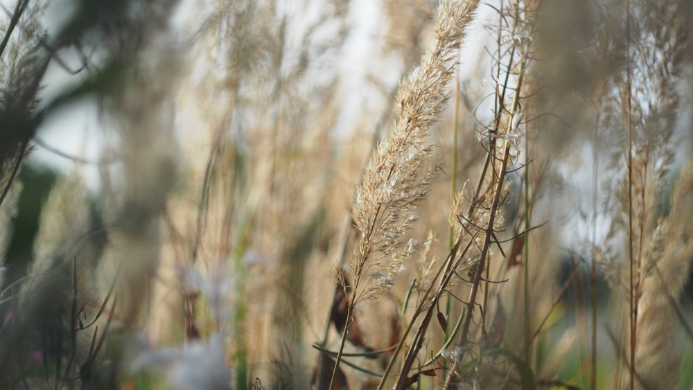 a close up of some grass