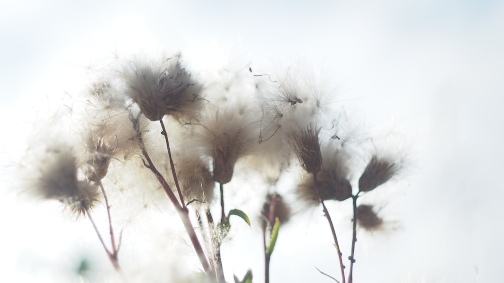 a close up of a group of dandelions