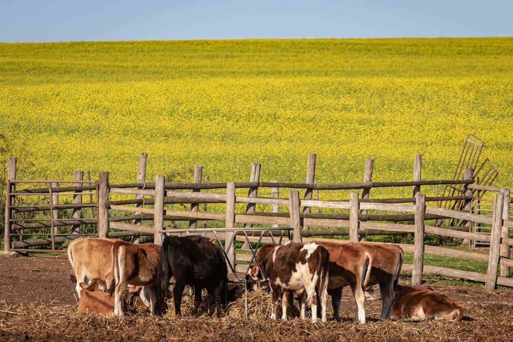 cows grazing in a field