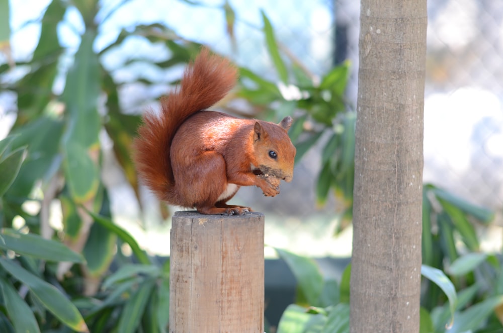 a squirrel on a post