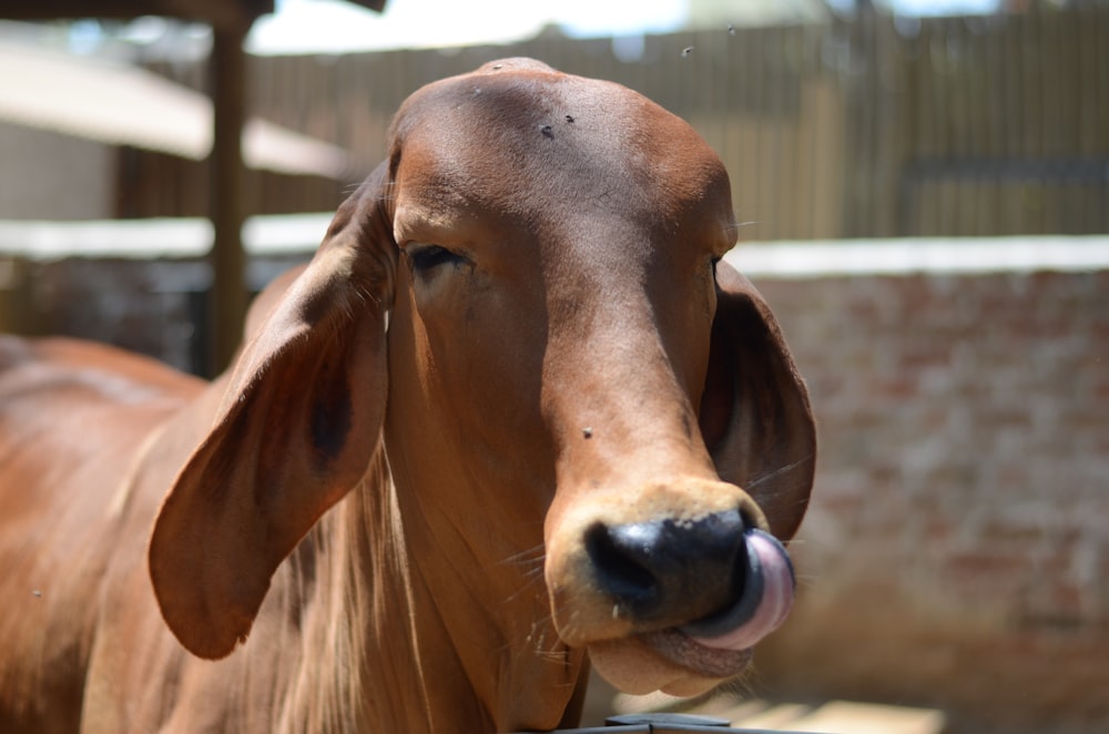 Una mucca marrone con la lingua fuori