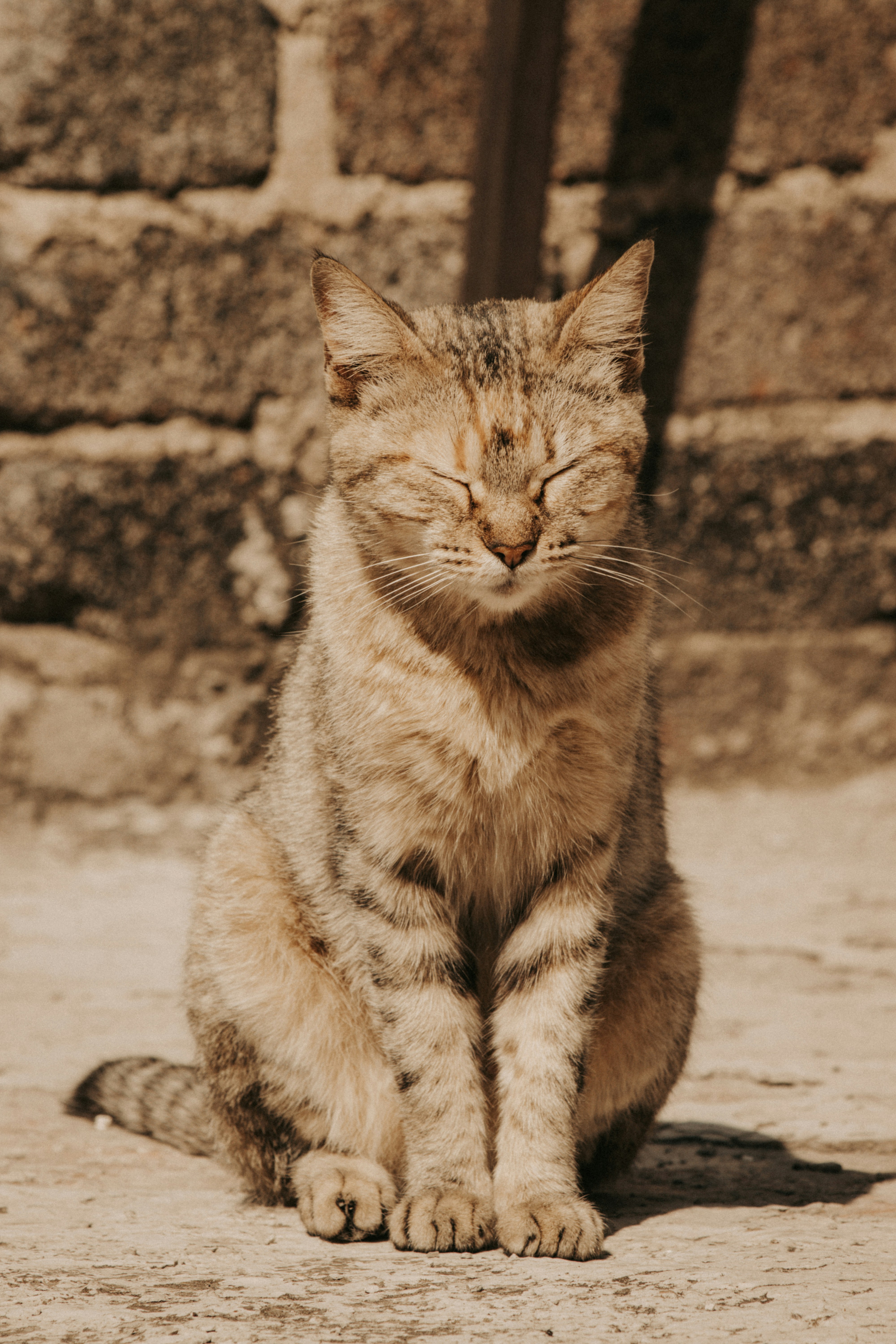 Winking or Flicking Their Ears Toward You (image credits: unsplash)