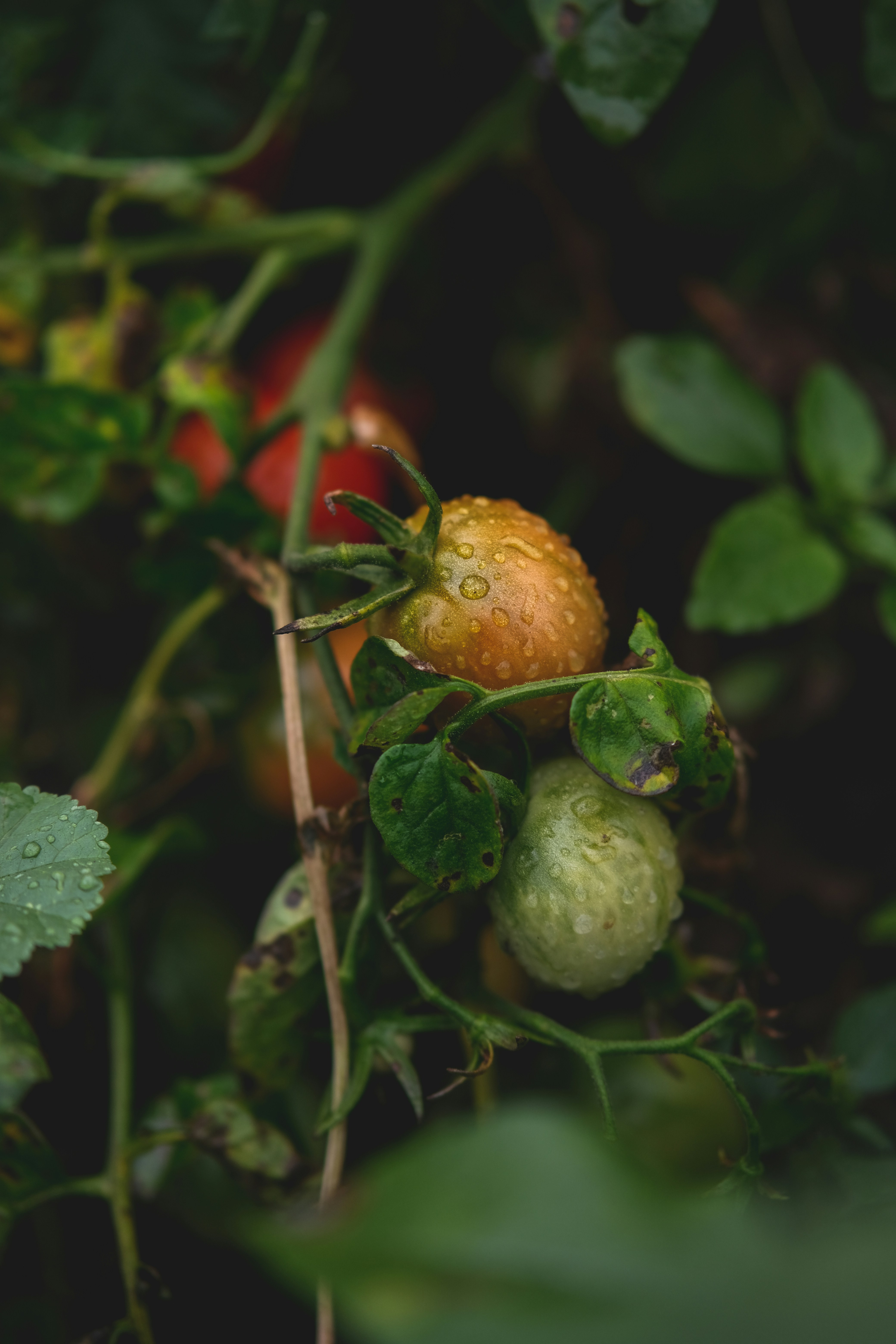 Photo by rolig_basseng