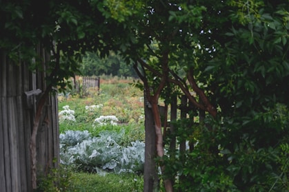 a fence and trees