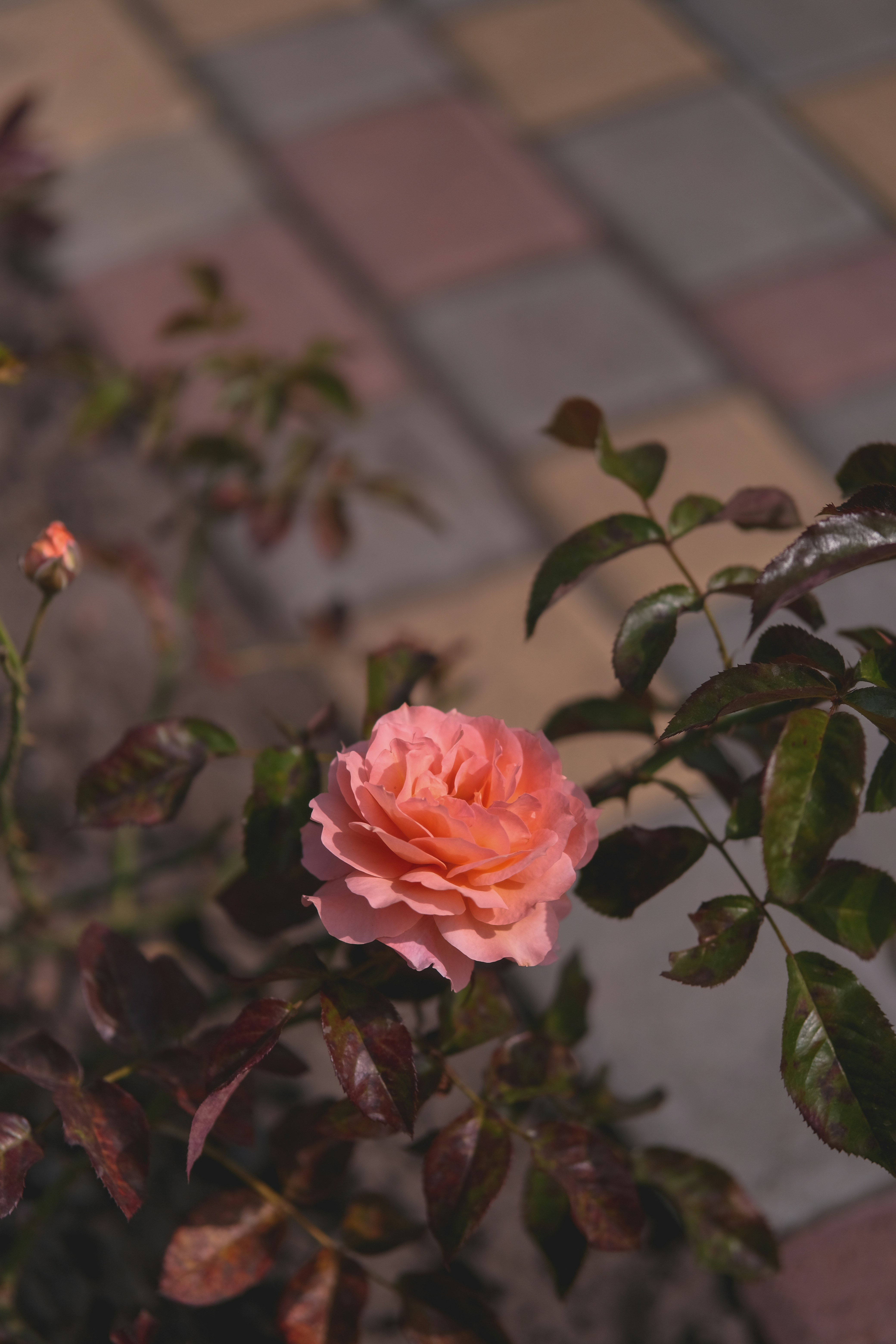 Photo by rolig_basseng