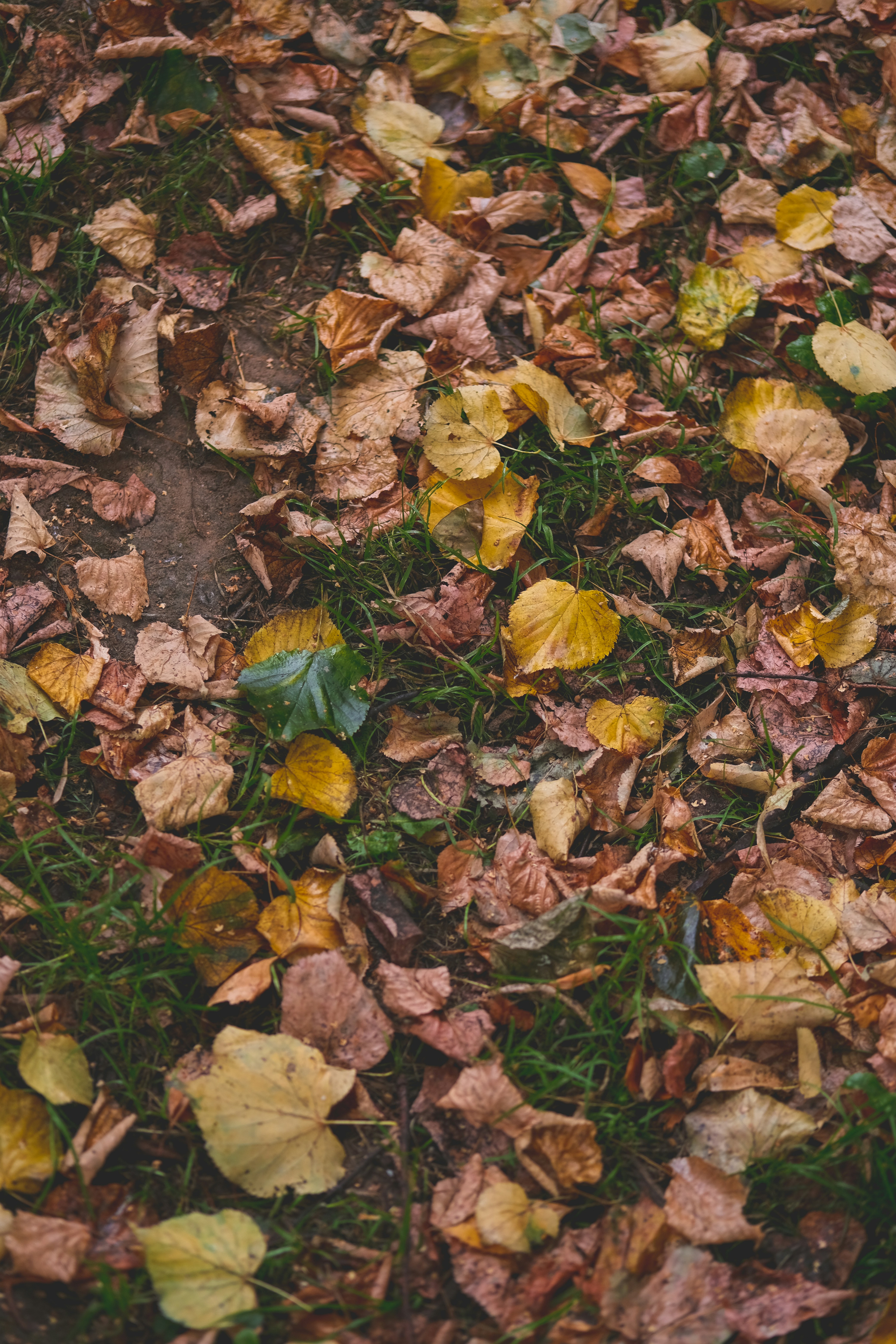 Photo by rolig_basseng