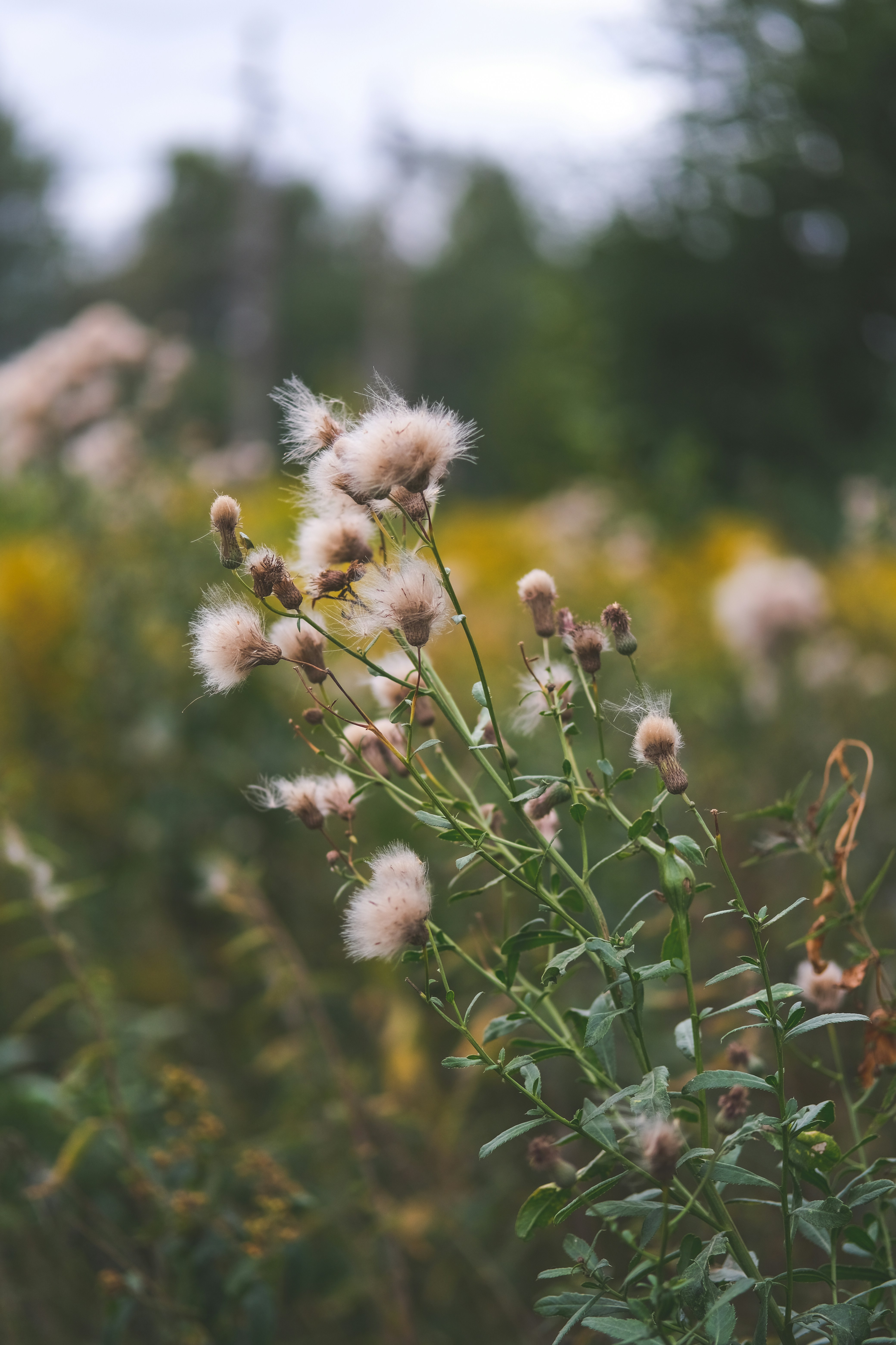 Photo by rolig_basseng