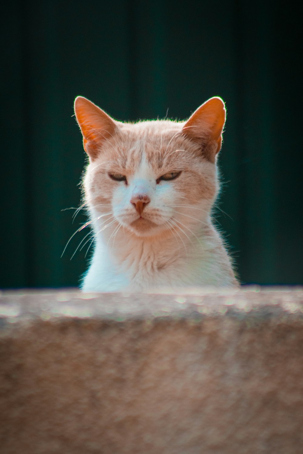 a cat looking at the camera