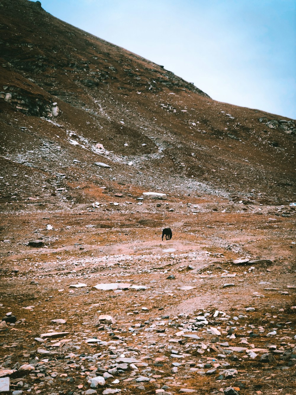 a bear walking on a rocky hill