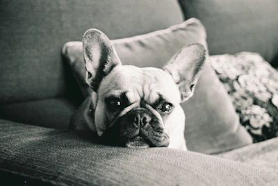 Gentle lilac French Bulldog puppy resting on a cozy cushion.