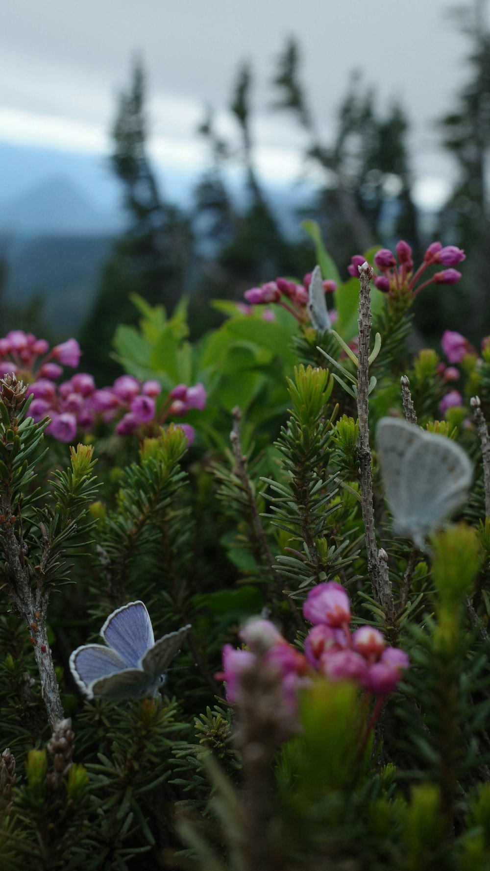 a couple of butterflies on a flower