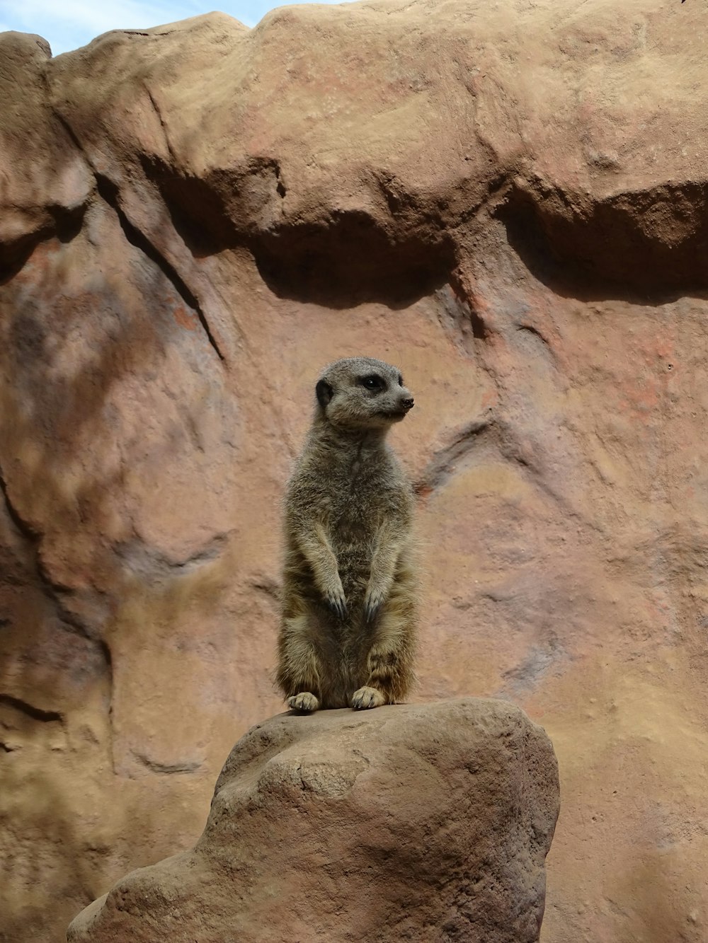 a small animal standing on a rock