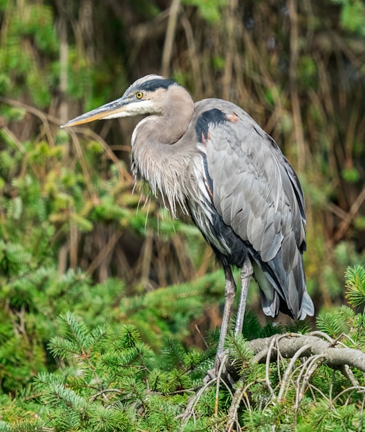 birds standing on a branch