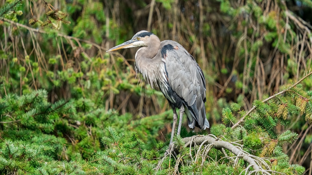 Vögel stehen auf einem Ast