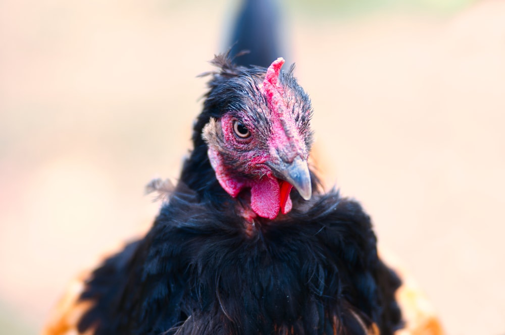a black chicken with a pink beak