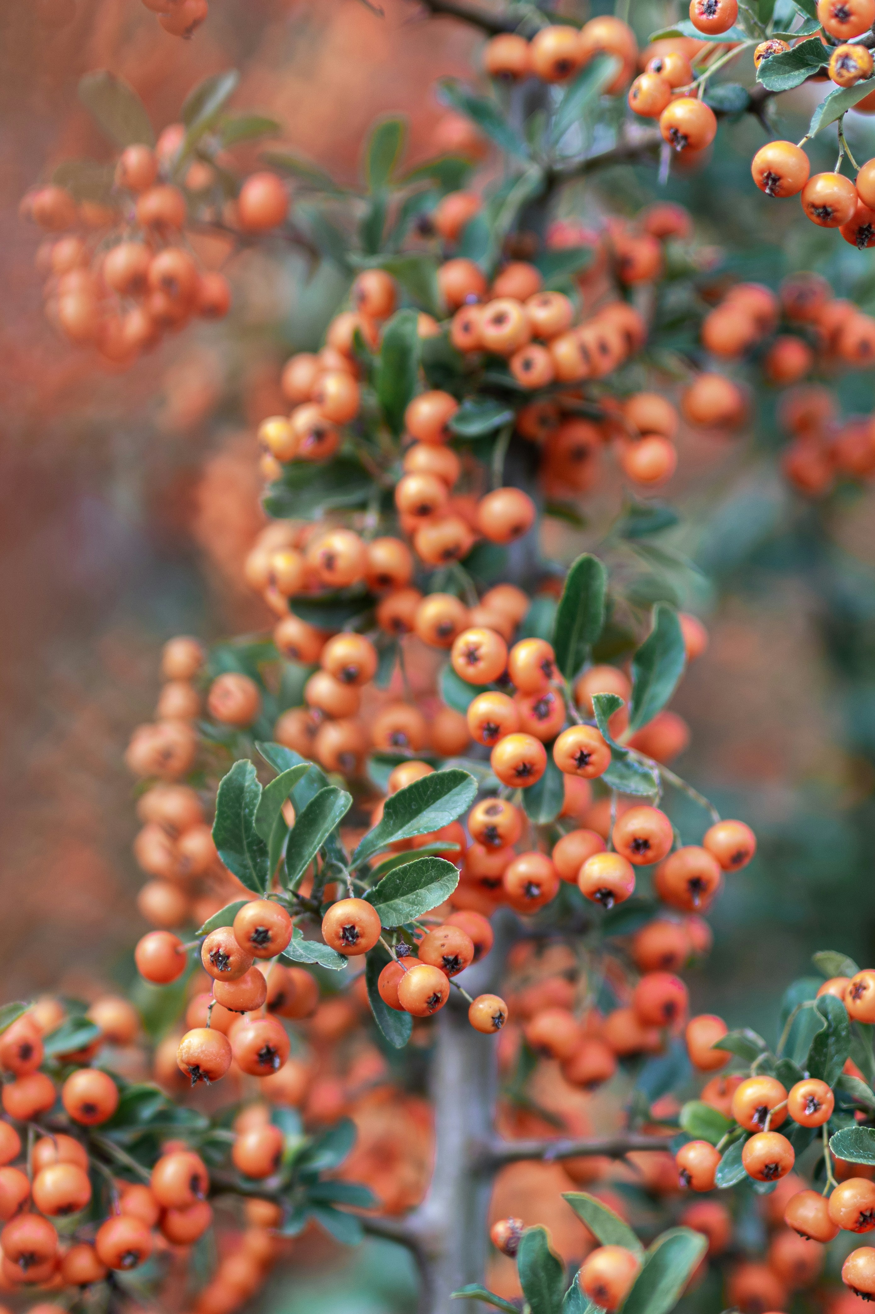 Photo by csanadbechtold