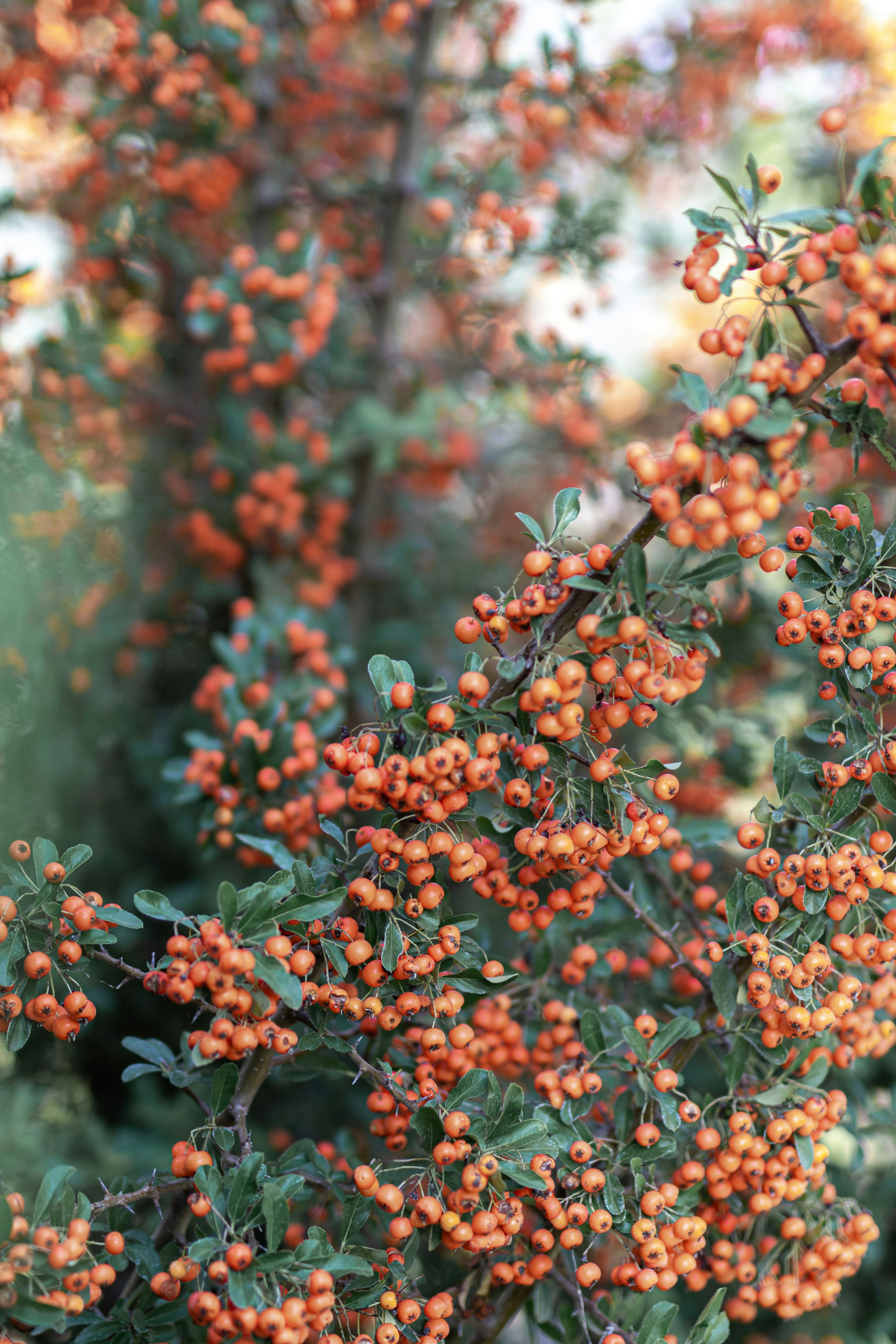 Photo by csanadbechtold