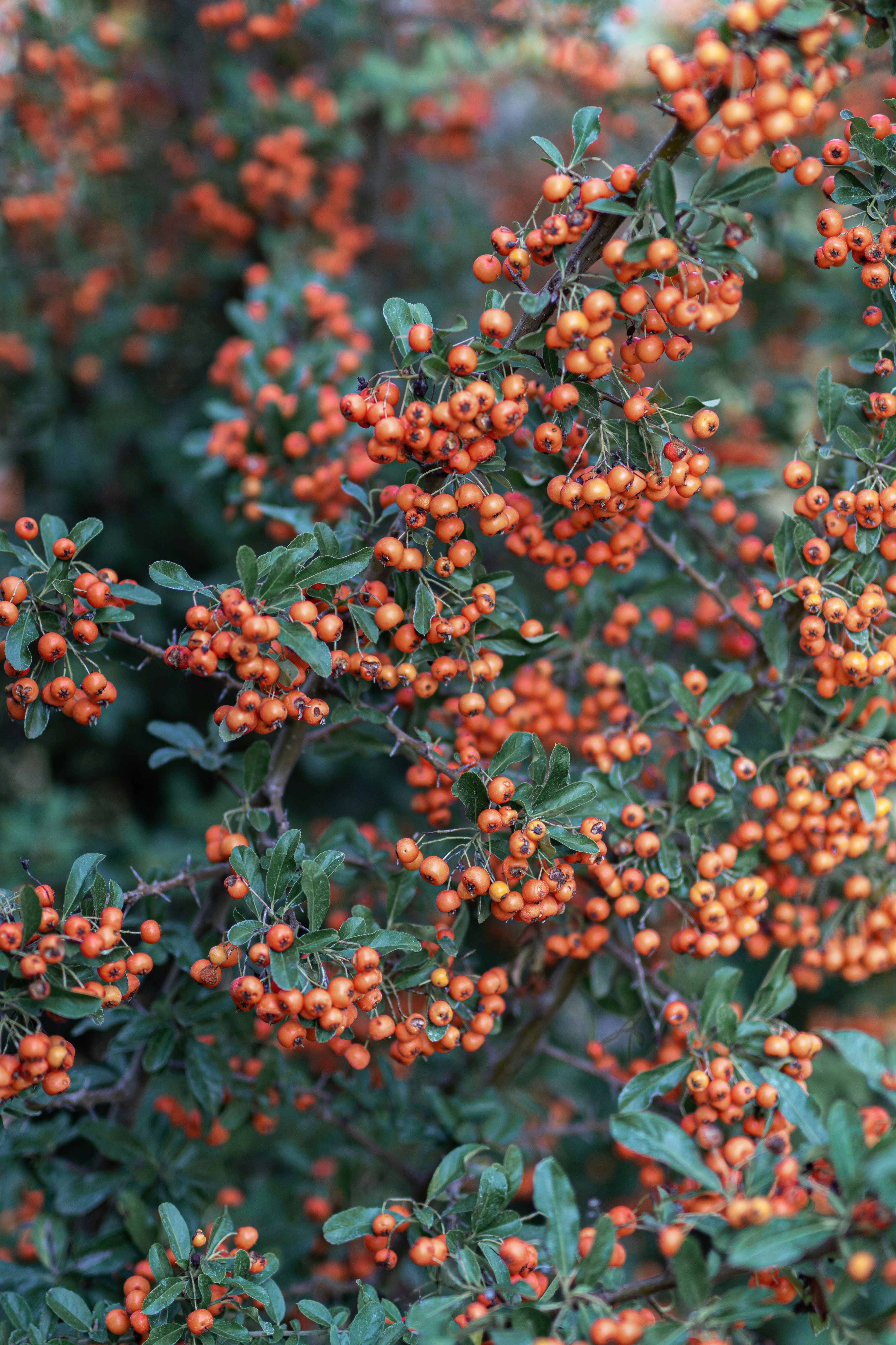 Photo by csanadbechtold