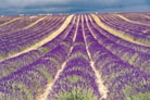a field of lavender