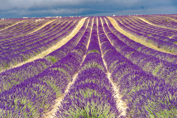 Champs de lavande