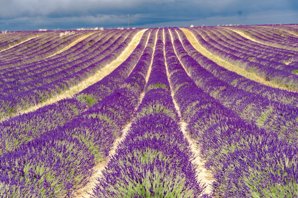 a field of lavender