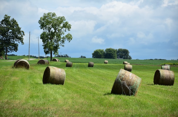 a field of hay bales