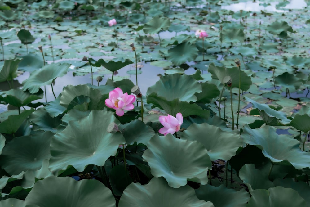 a group of flowers