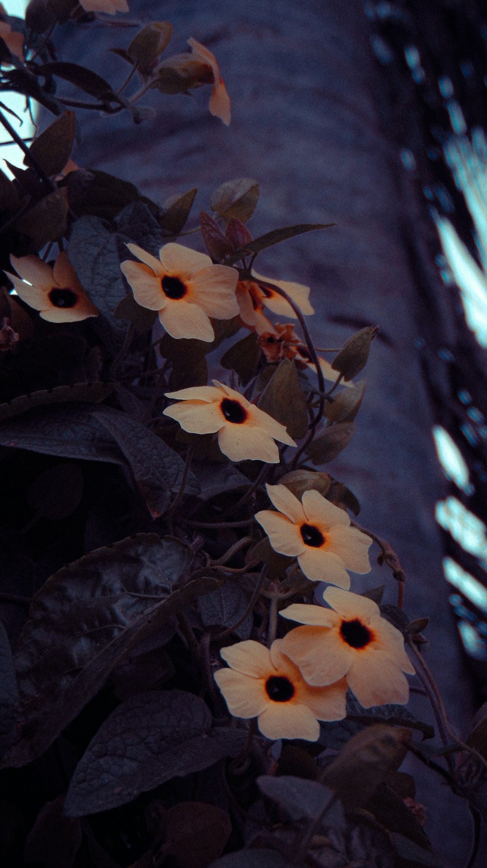 a group of flowers