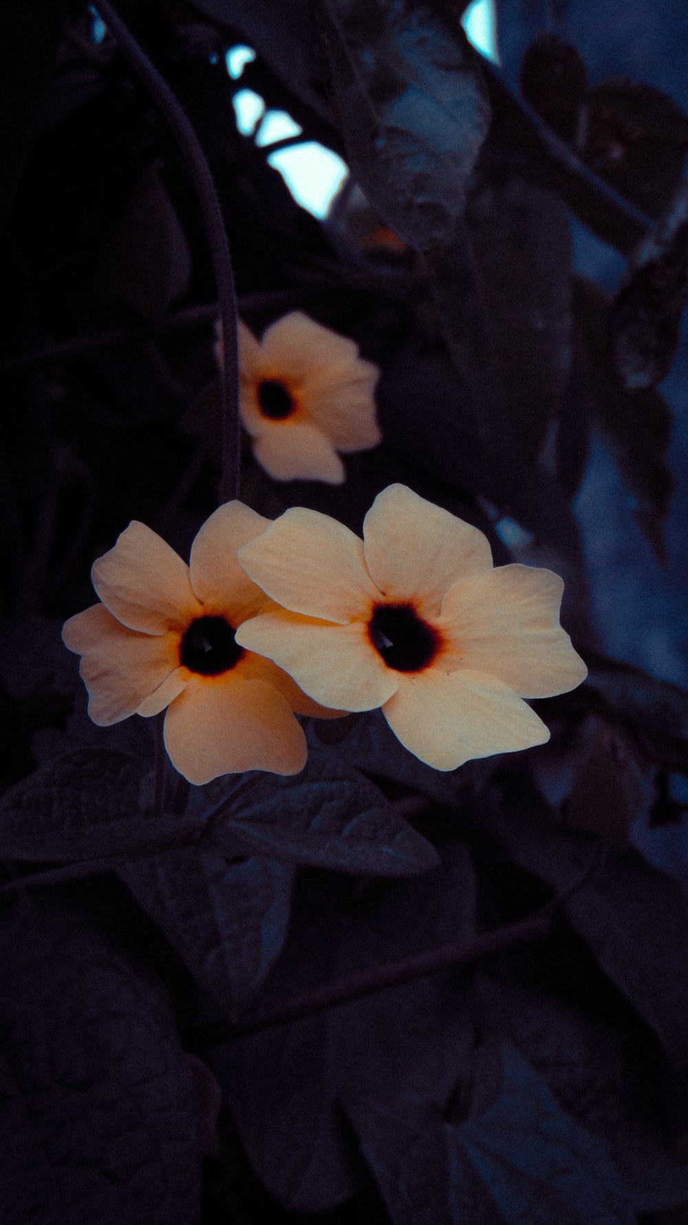 a group of flowers