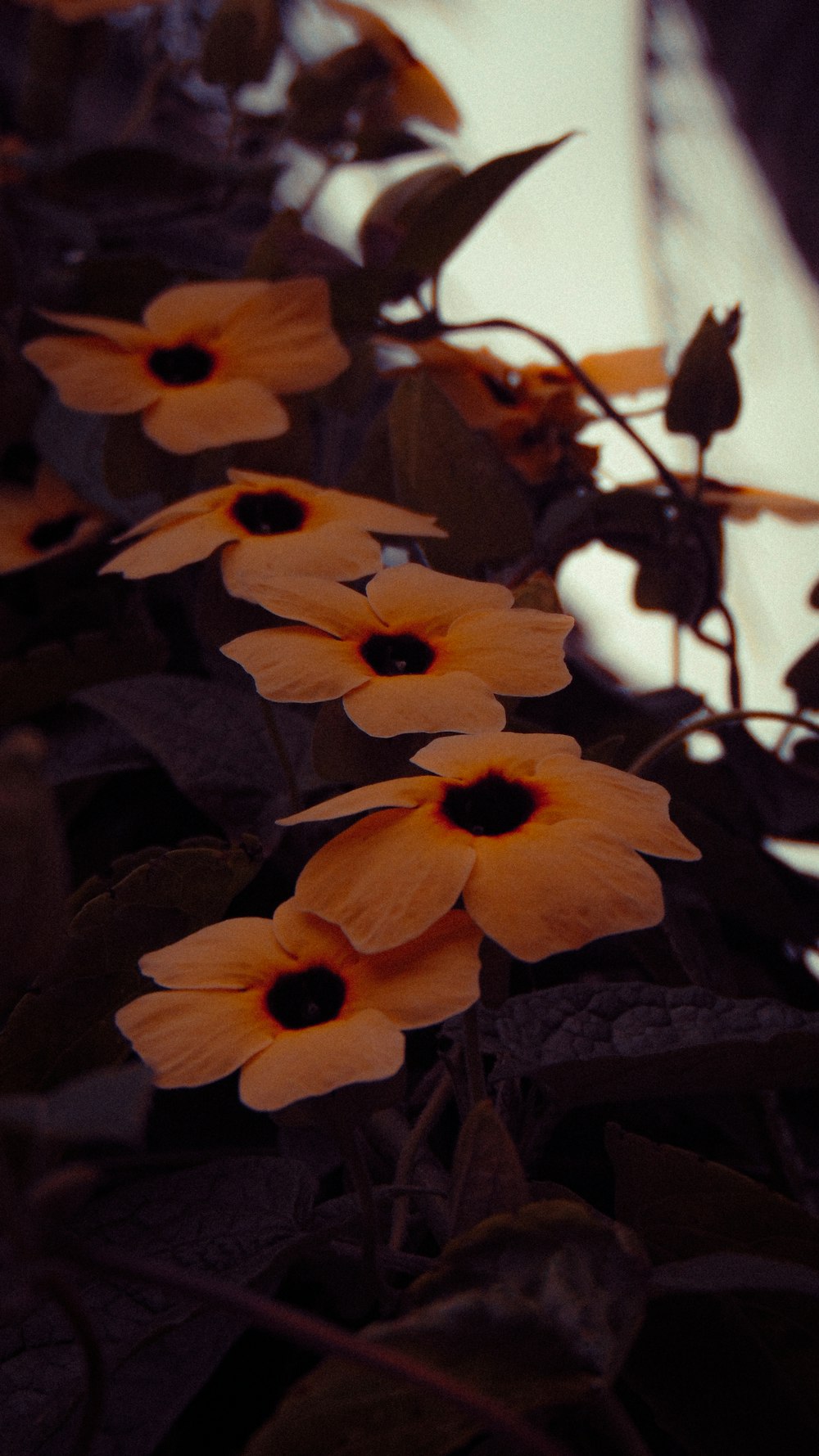 a group of flowers