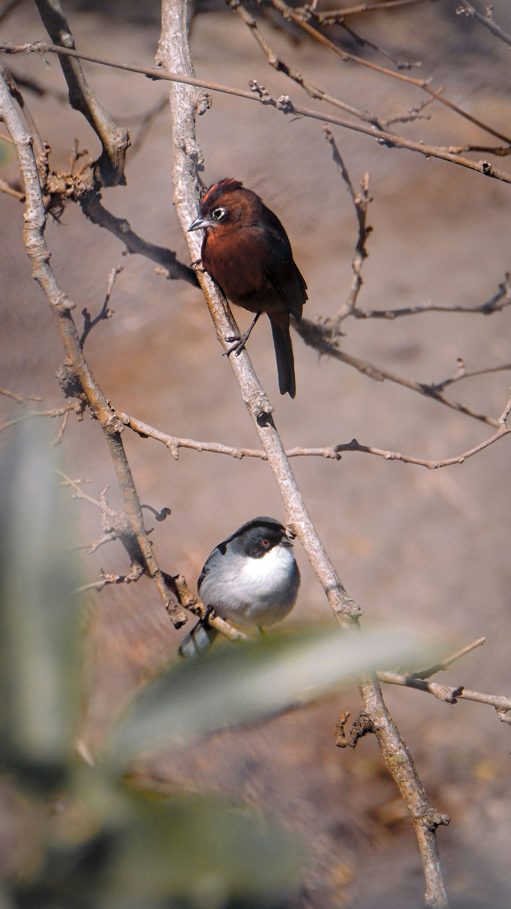 a couple of birds sit on a branch