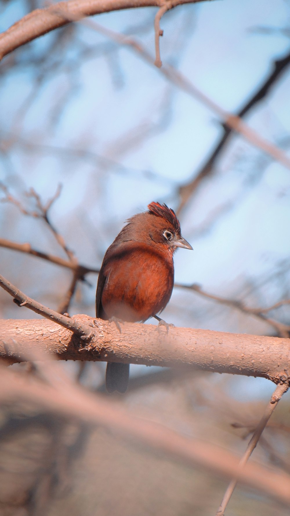 a bird sitting on a branch