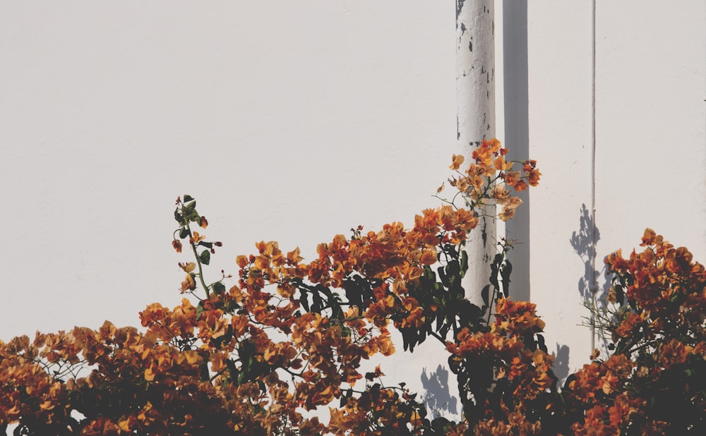 a tree with orange leaves