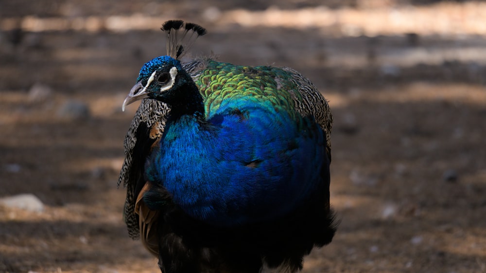 a bird with a colorful head