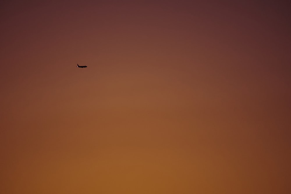 a bird flying in the sky