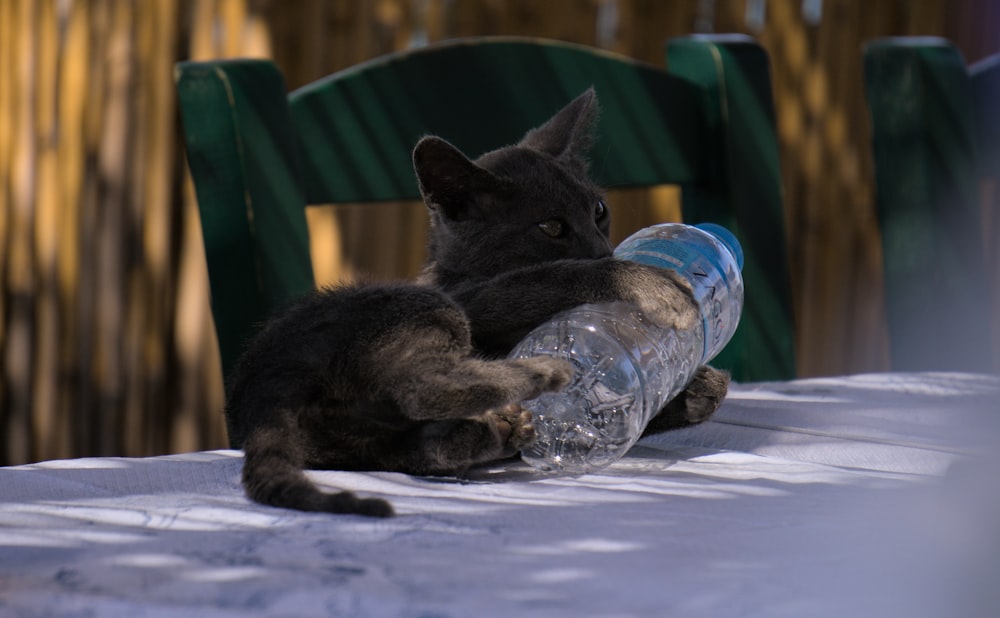 a cat with a bottle