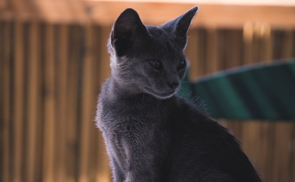 a cat sitting on a bench