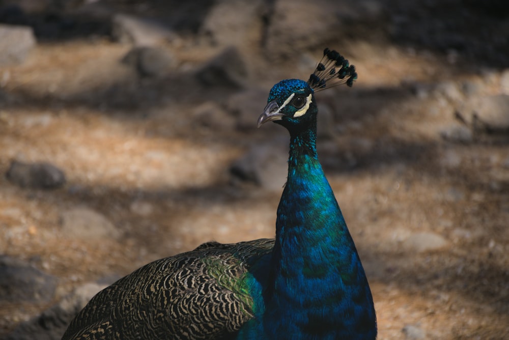 a blue and green peacock