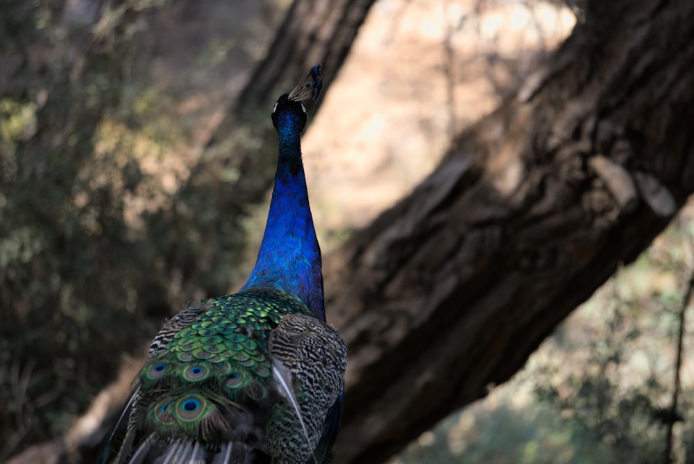 a peacock standing next to a tree