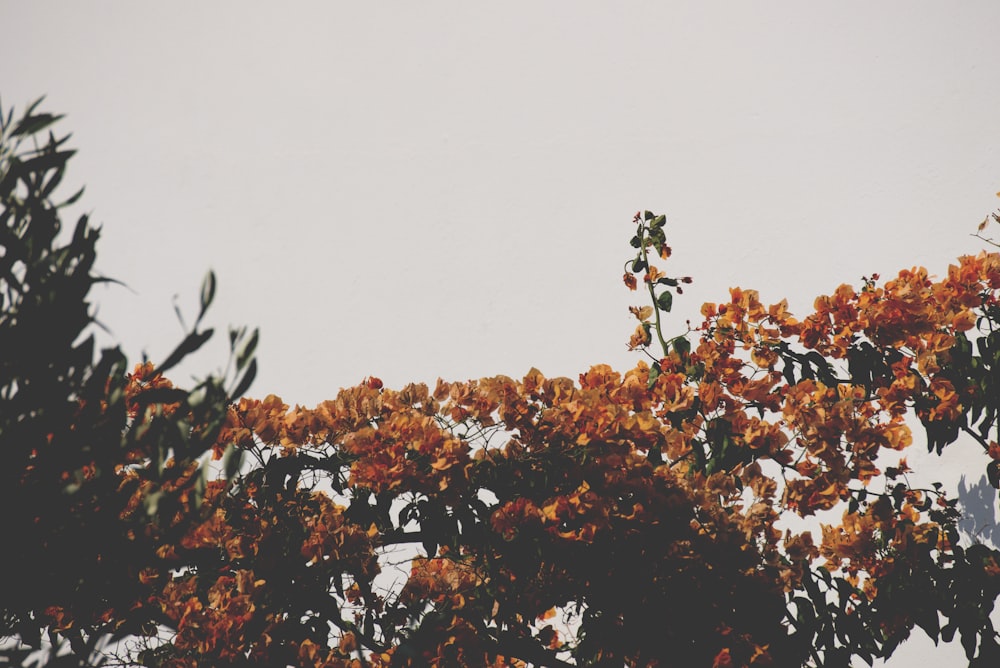 a tree with orange leaves